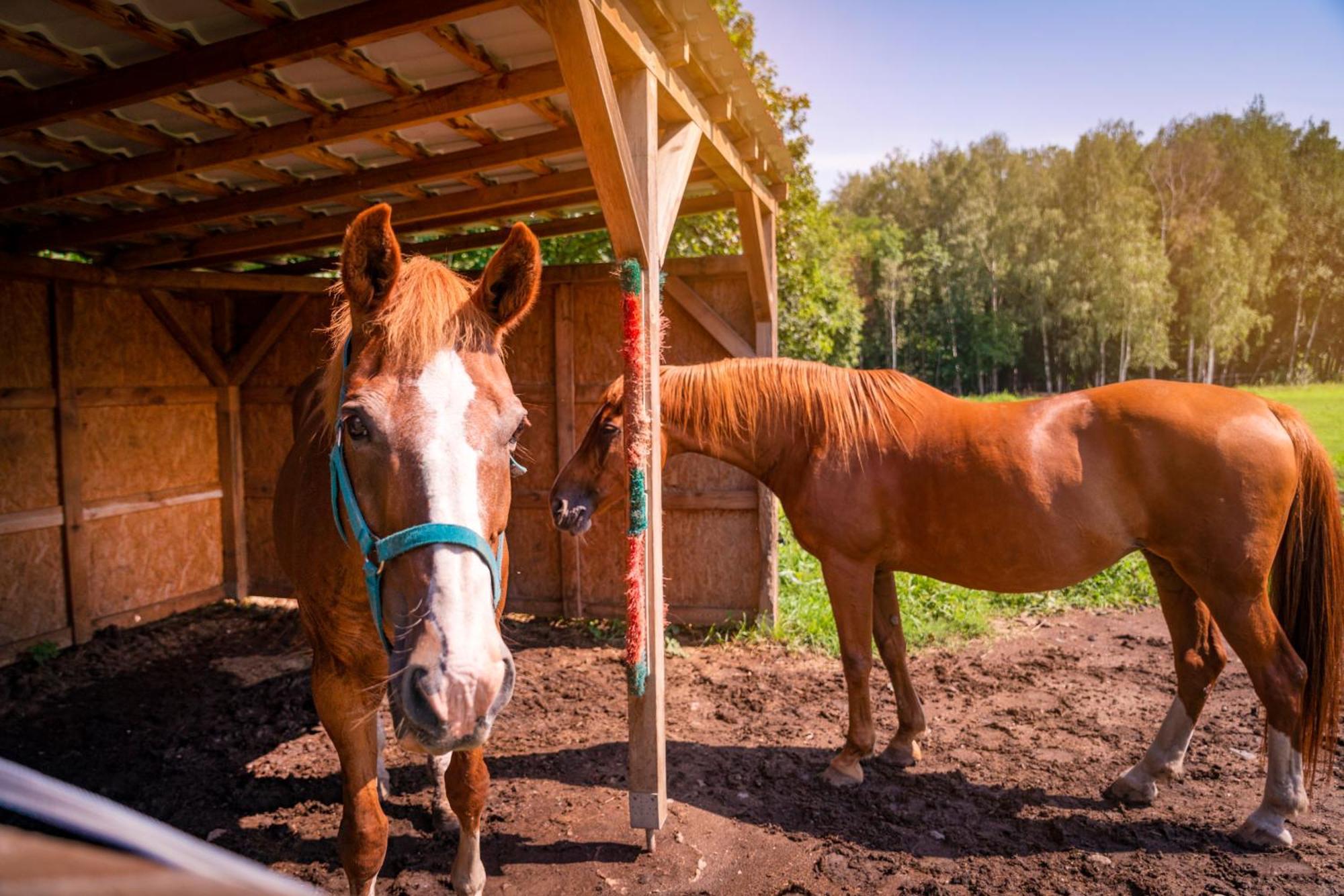 Pension U Jezu Клаштерец-над-Огржи Экстерьер фото